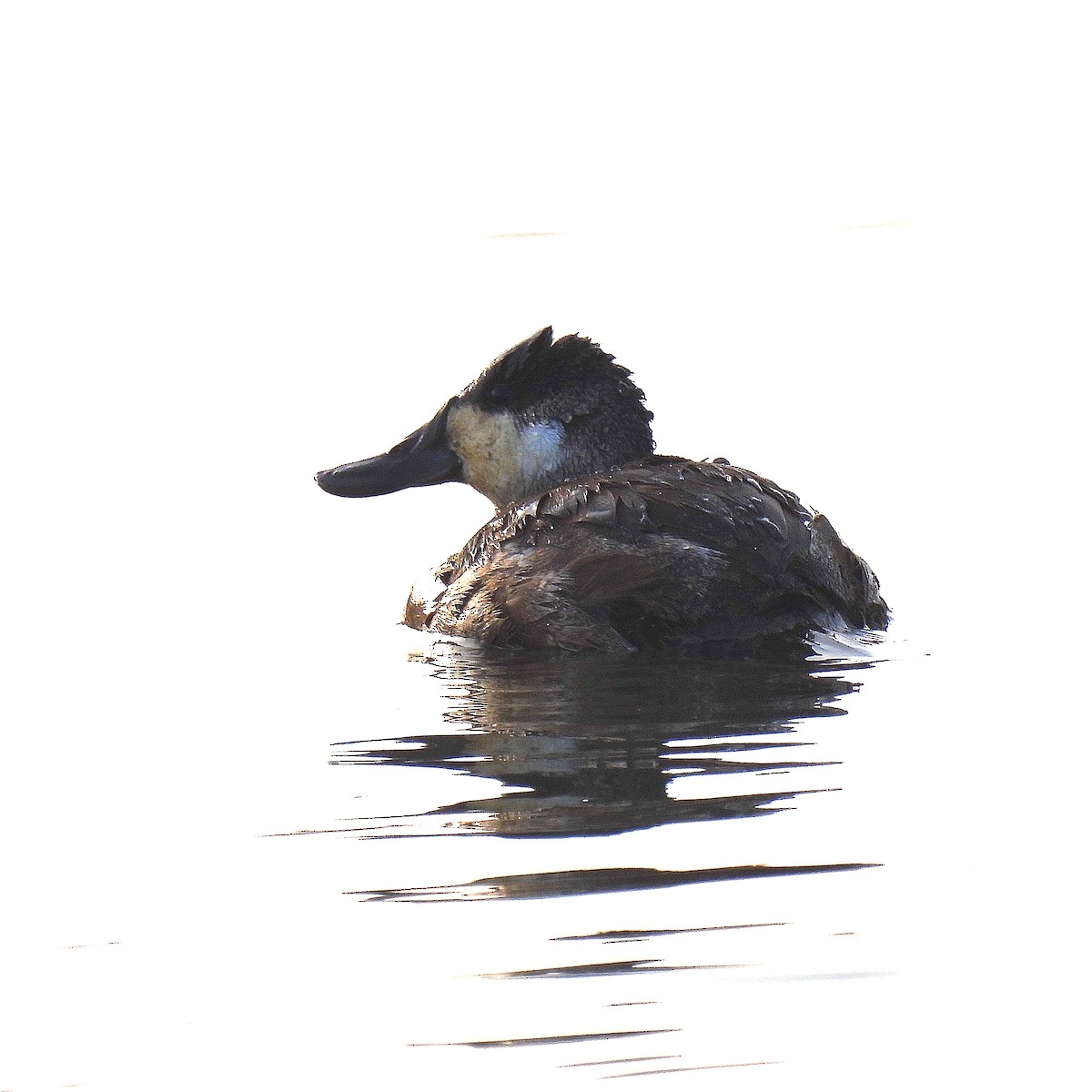 Ruddy Duck - ML530685301