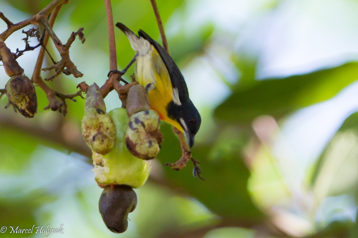 Palawan Flowerpecker - Marcel Holyoak