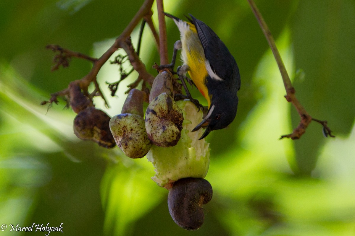 Palawan Flowerpecker - Marcel Holyoak