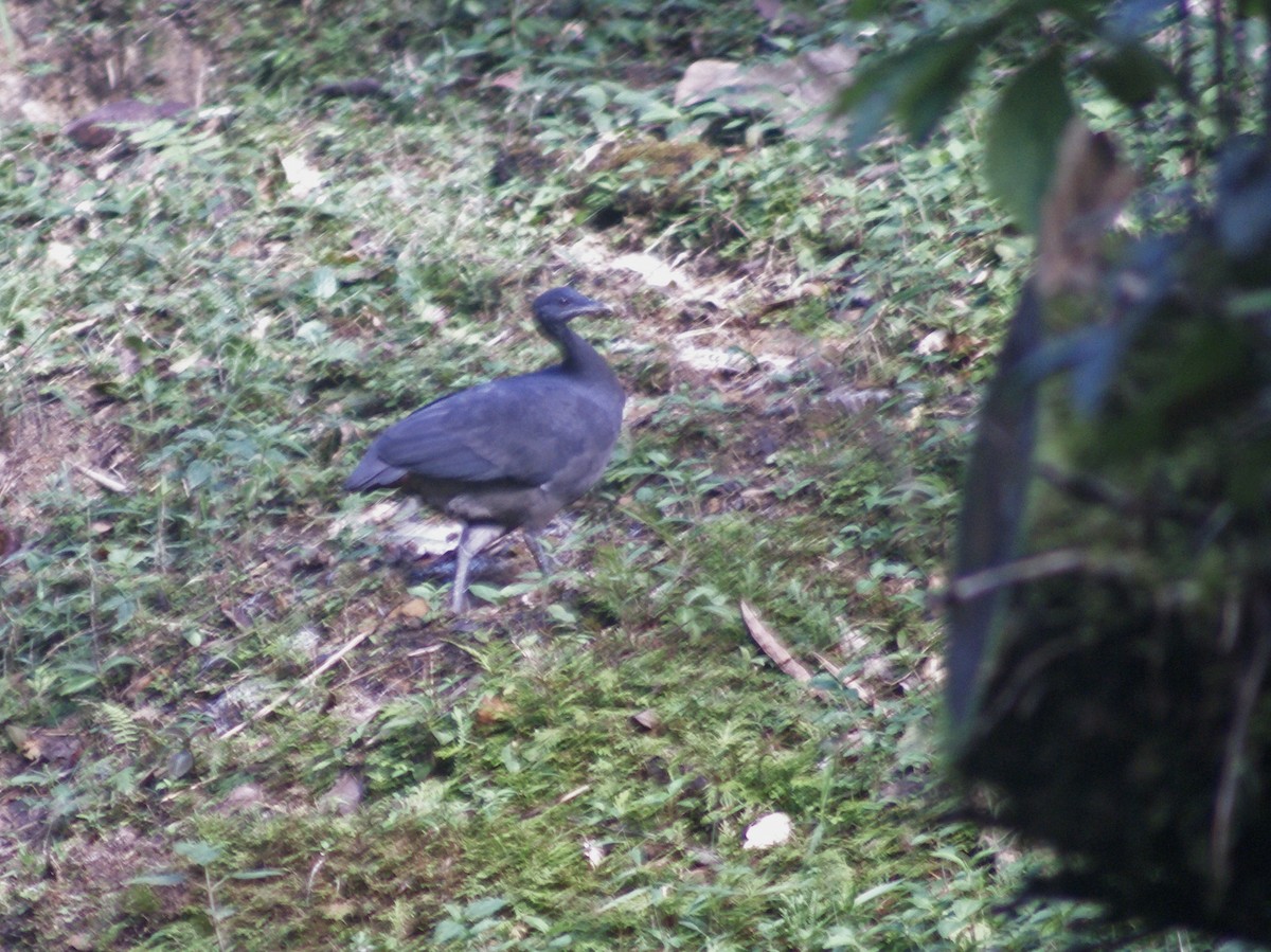 Black Tinamou - ML530686981