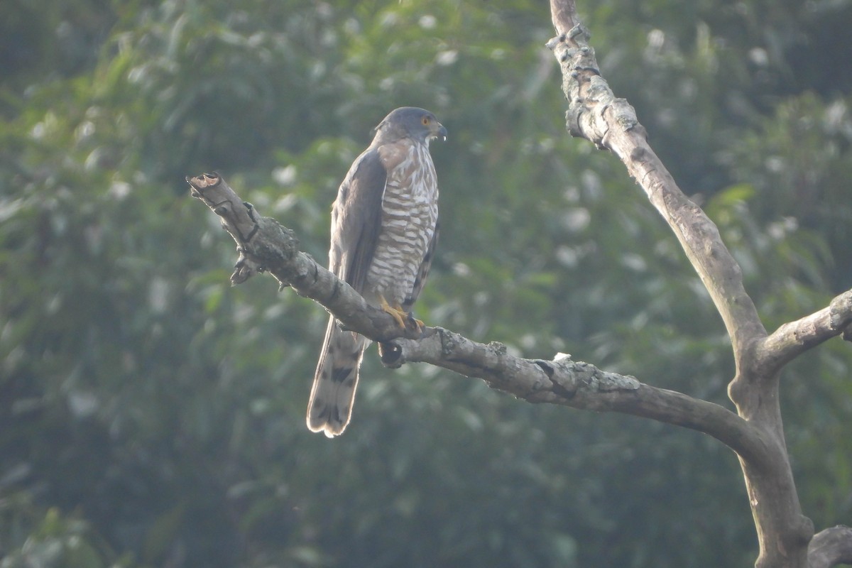 Crested Goshawk - ML530687571