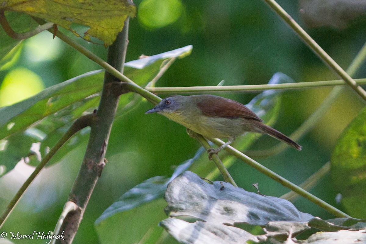 Pin-striped Tit-Babbler - Marcel Holyoak