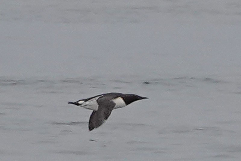 Common Murre - Darchelle Worley