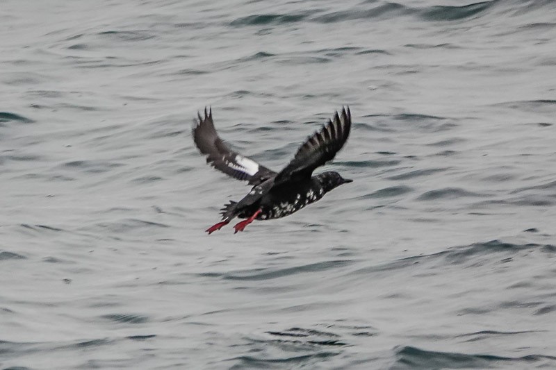 Pigeon Guillemot - Darchelle Worley