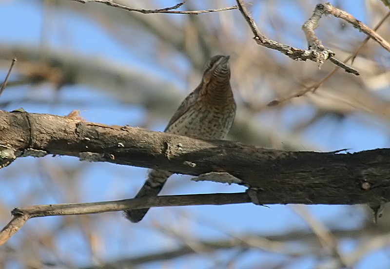 Eurasian Wryneck - ML53069051