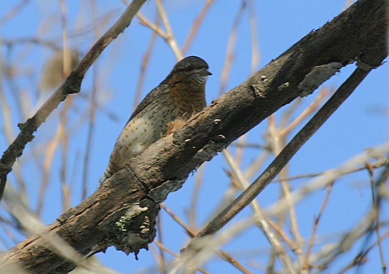 Eurasian Wryneck - ML53069061