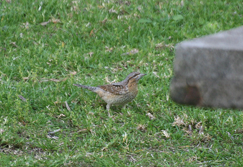Eurasian Wryneck - ML53069071