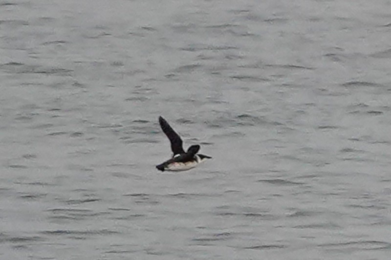 Marbled Murrelet - Darchelle Worley