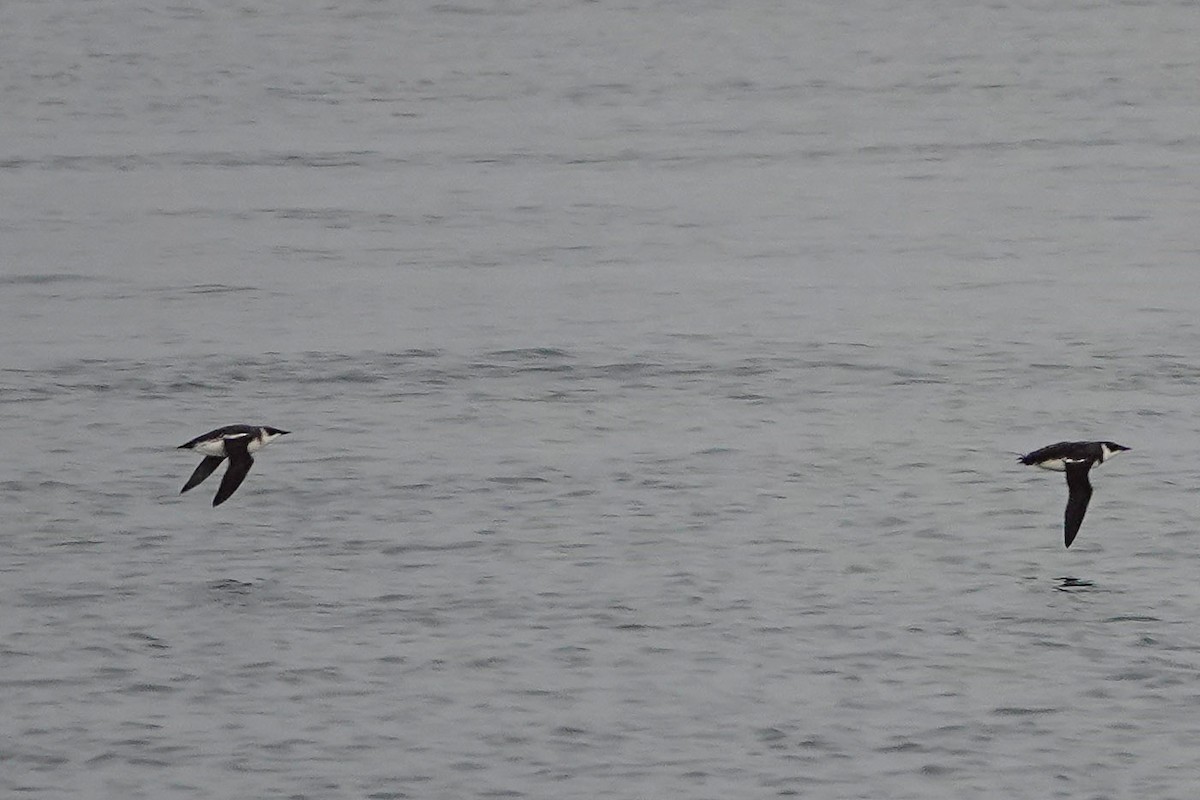 Marbled Murrelet - ML530690961