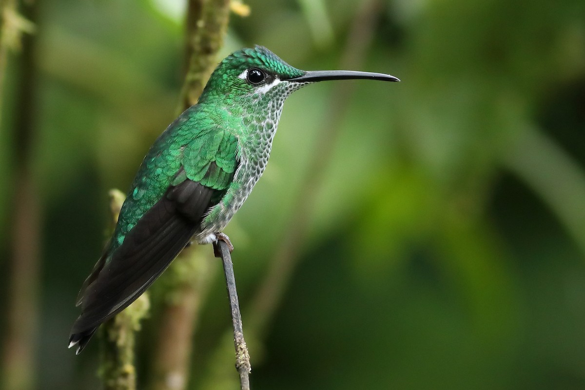 Grünstirn-Brillantkolibri - ML53069121