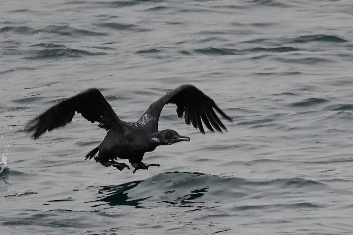 Brandt's Cormorant - ML530691551