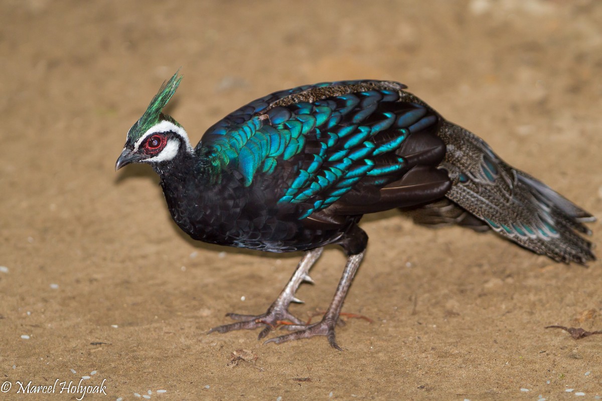 Palawan Peacock-Pheasant - Marcel Holyoak