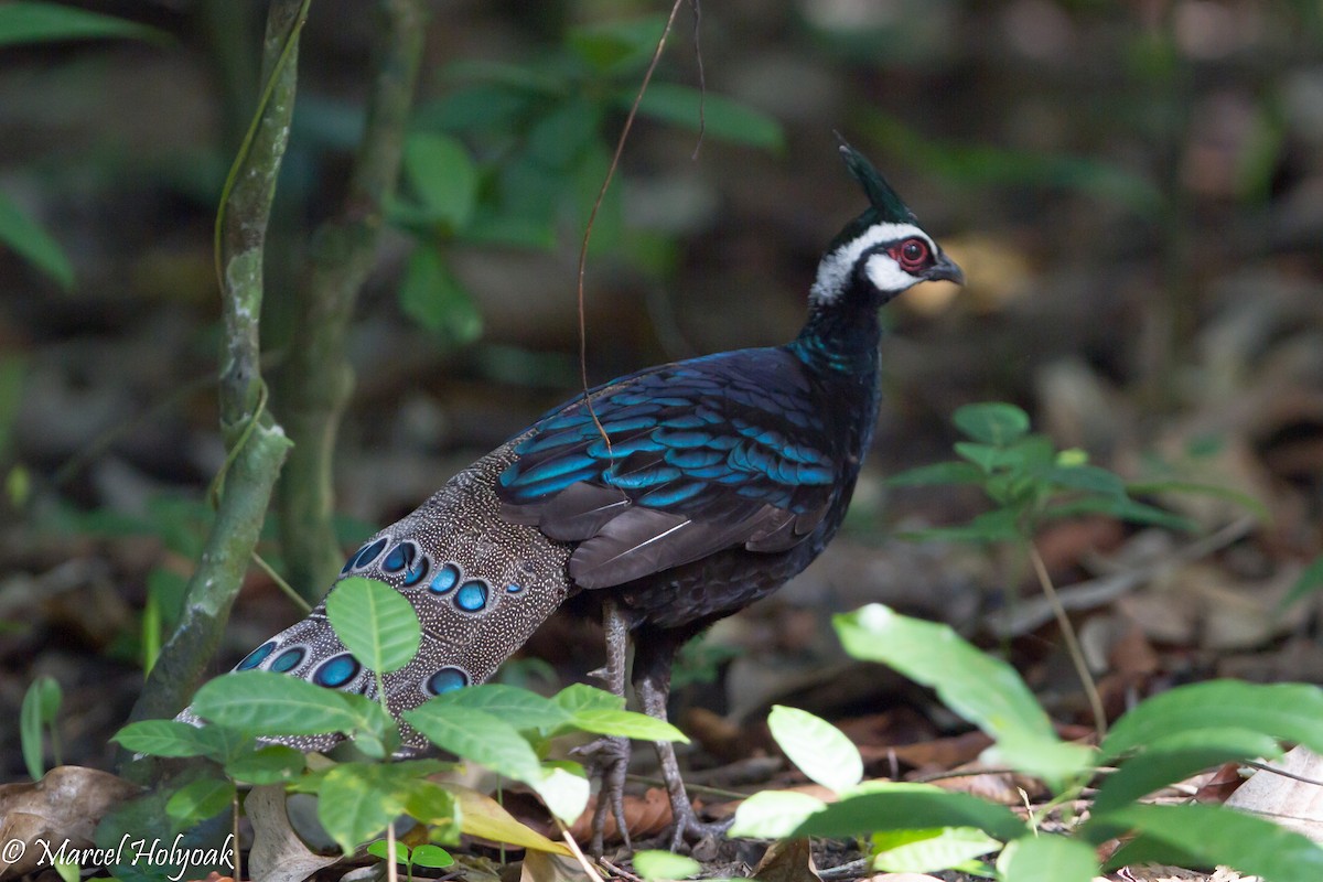 Palawan Peacock-Pheasant - ML530692091