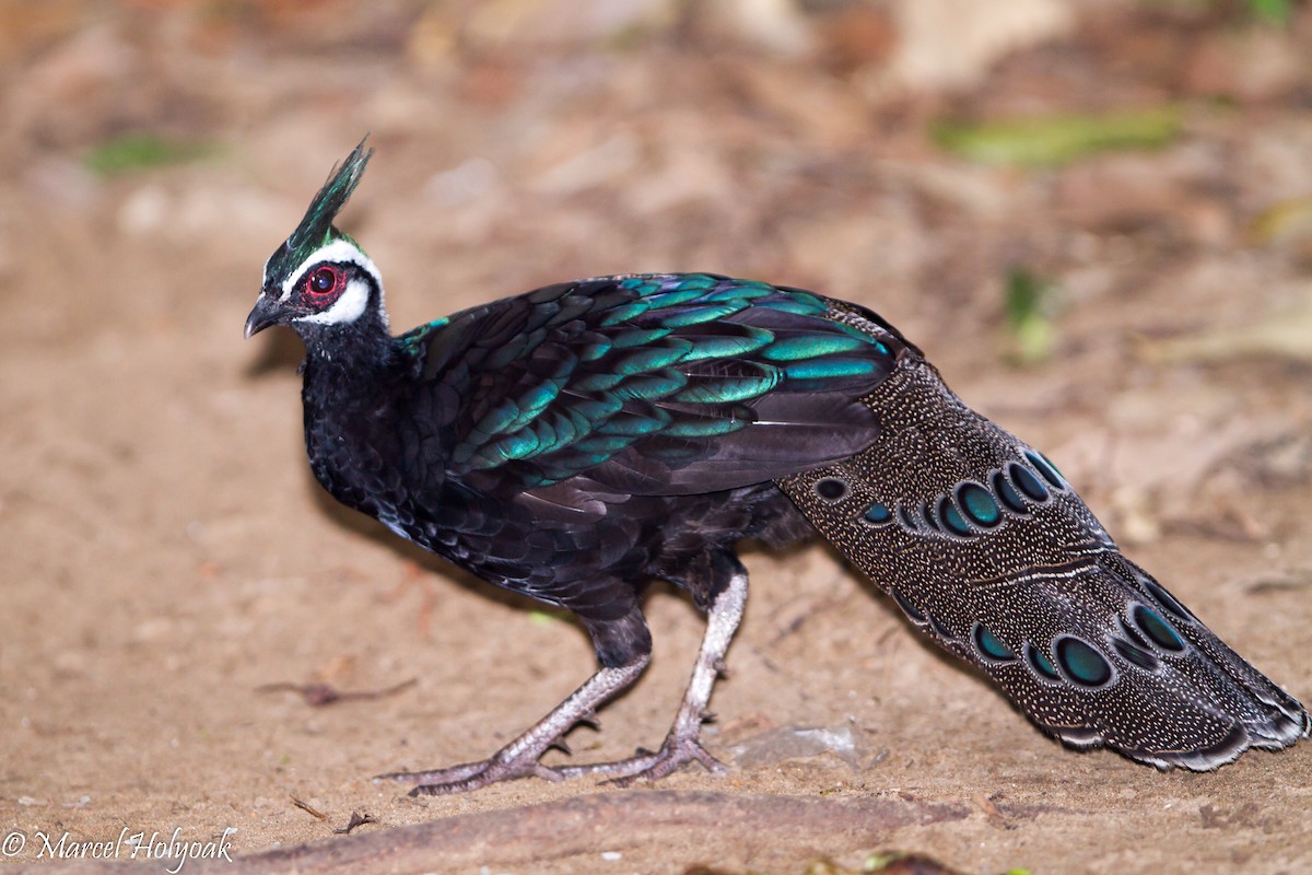 Palawan Peacock-Pheasant - ML530692101