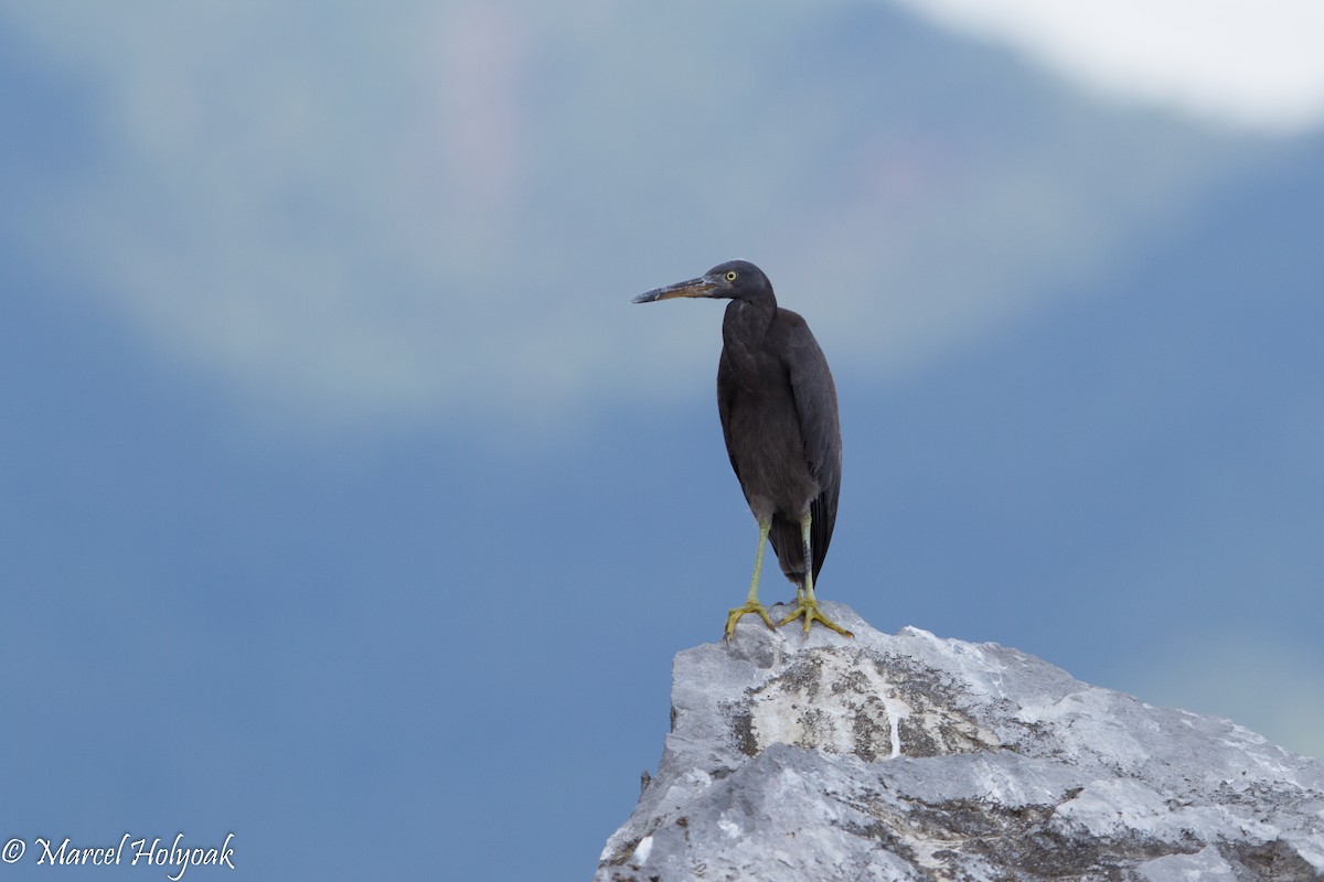 Pacific Reef-Heron - ML530692461