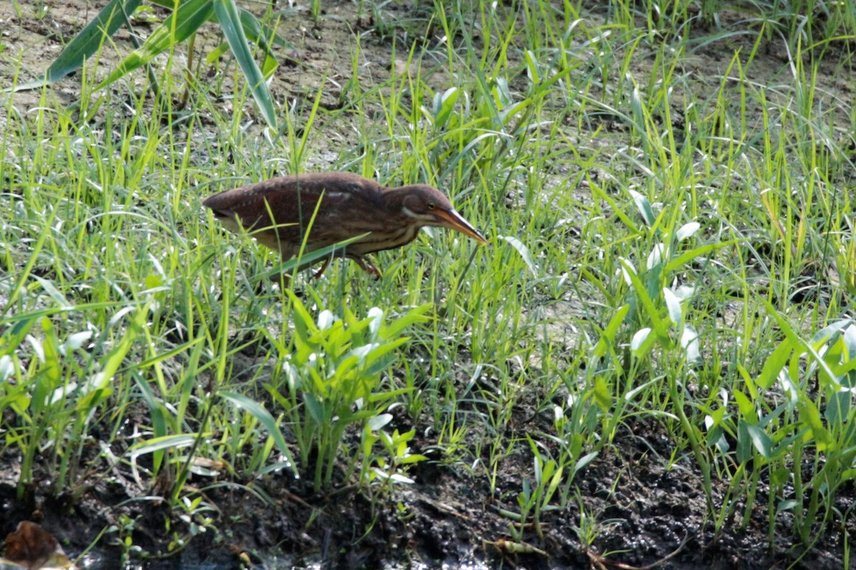 Cinnamon Bittern - ML53069251