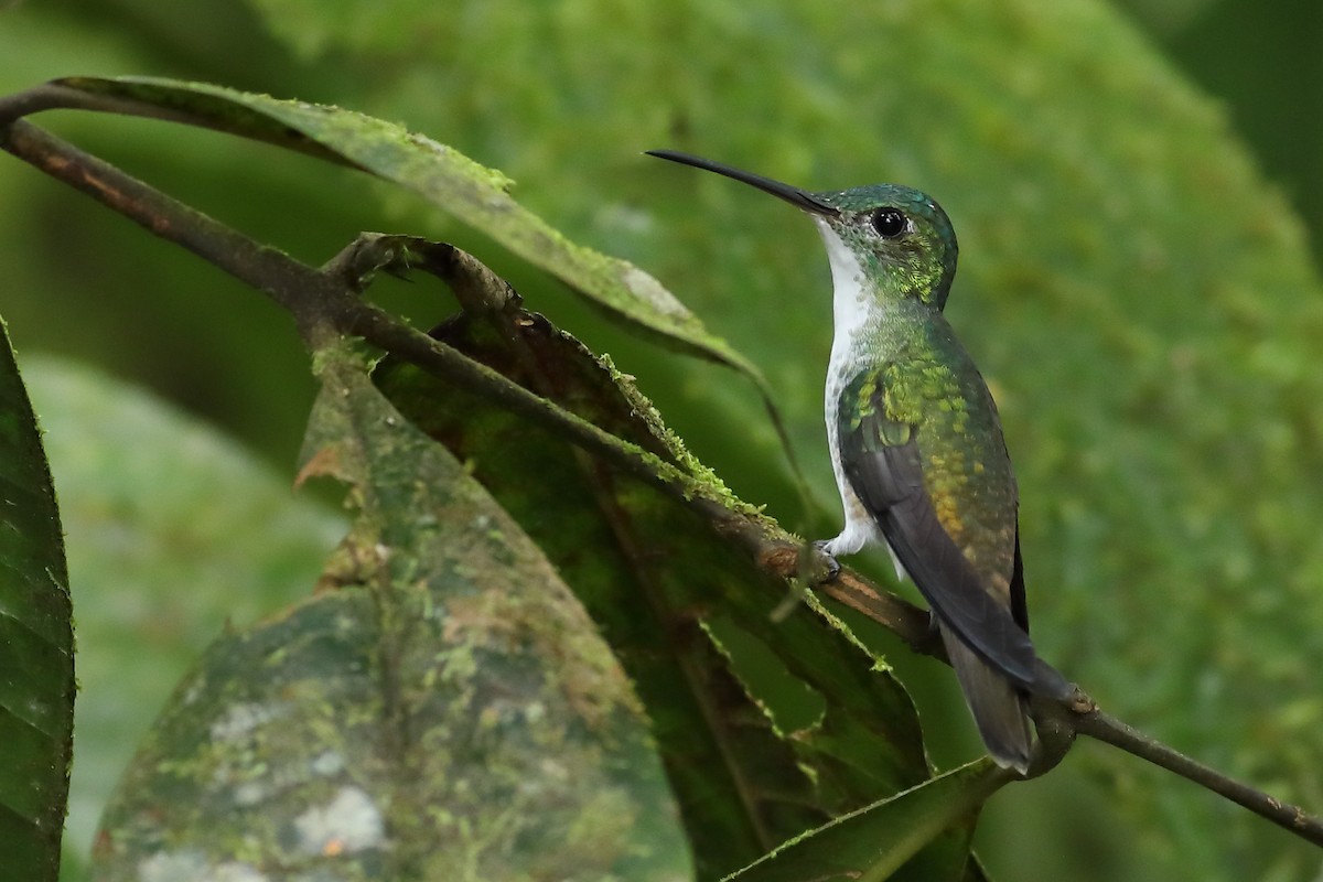 kolibřík andský - ML53069451