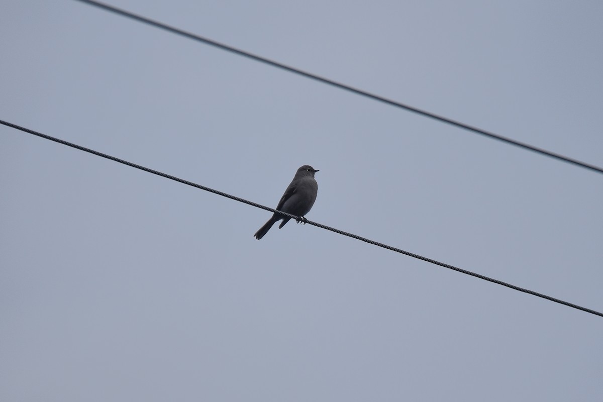 Townsend's Solitaire - ML530694681