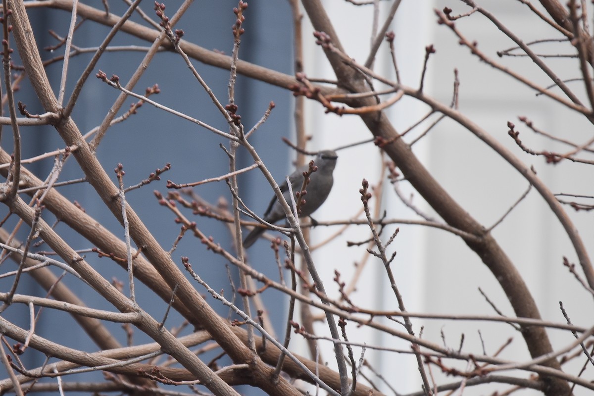 Townsend's Solitaire - ML530694691