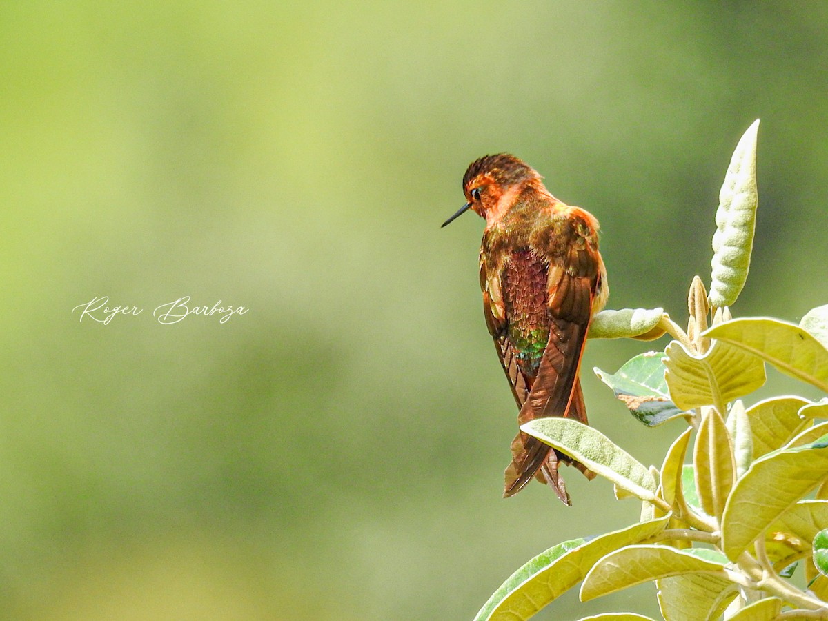 kolibřík duhovohřbetý - ML530695181