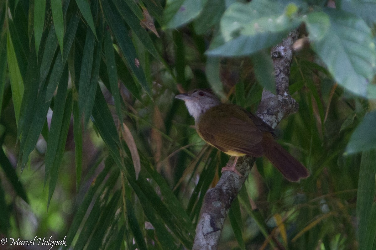 Gray-throated Bulbul - ML530695661