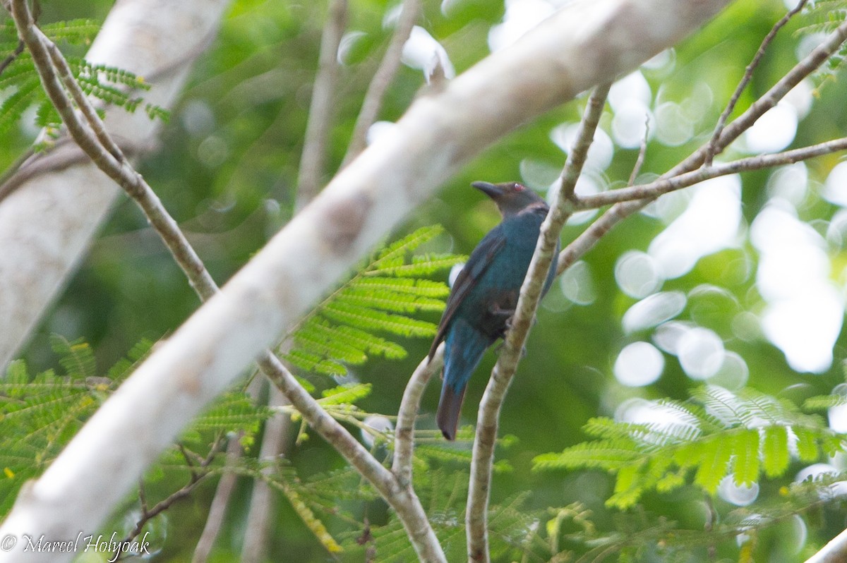 Palawan Fairy-bluebird - ML530695751