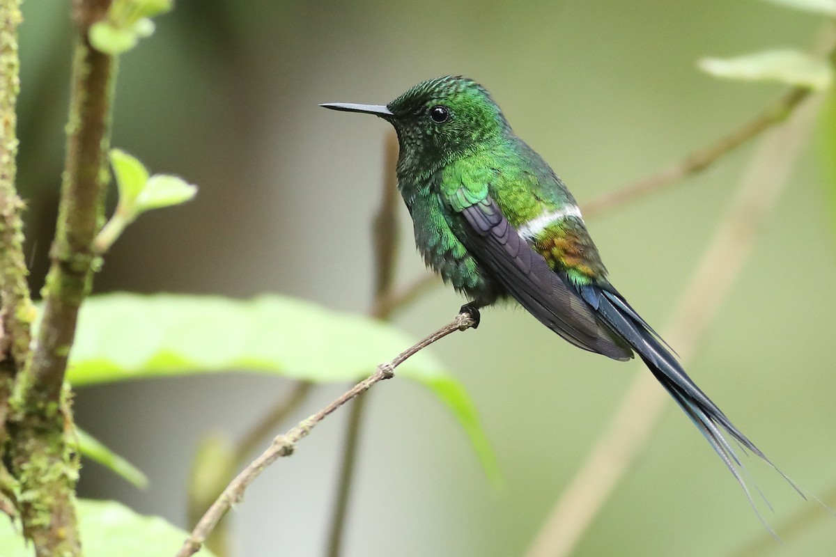 Green Thorntail - Graham Montgomery