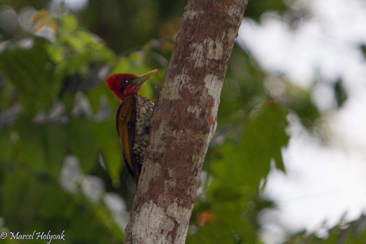 Red-headed Flameback - ML530696621