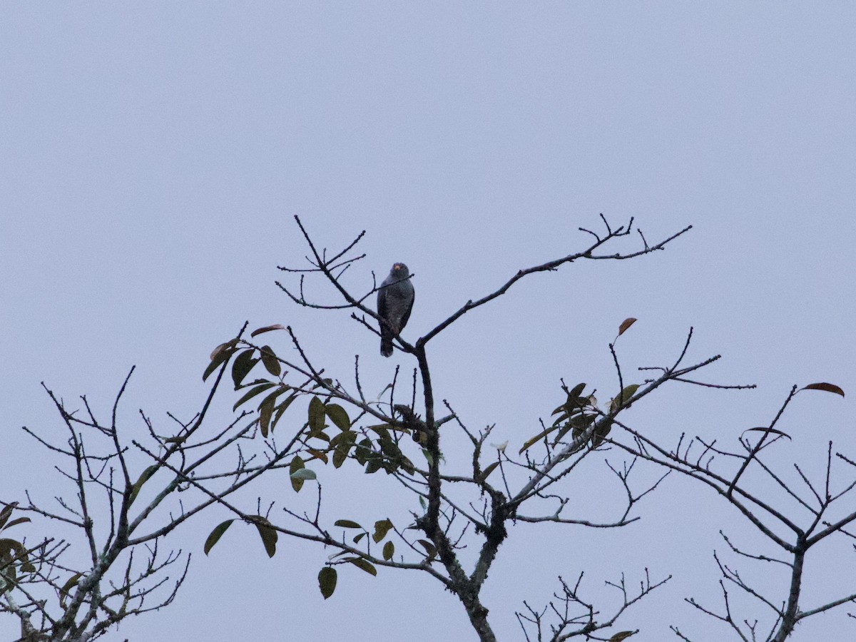 Roadside Hawk (Northern) - ML530696661