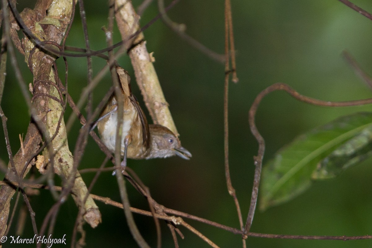 Palawan Babbler - Marcel Holyoak