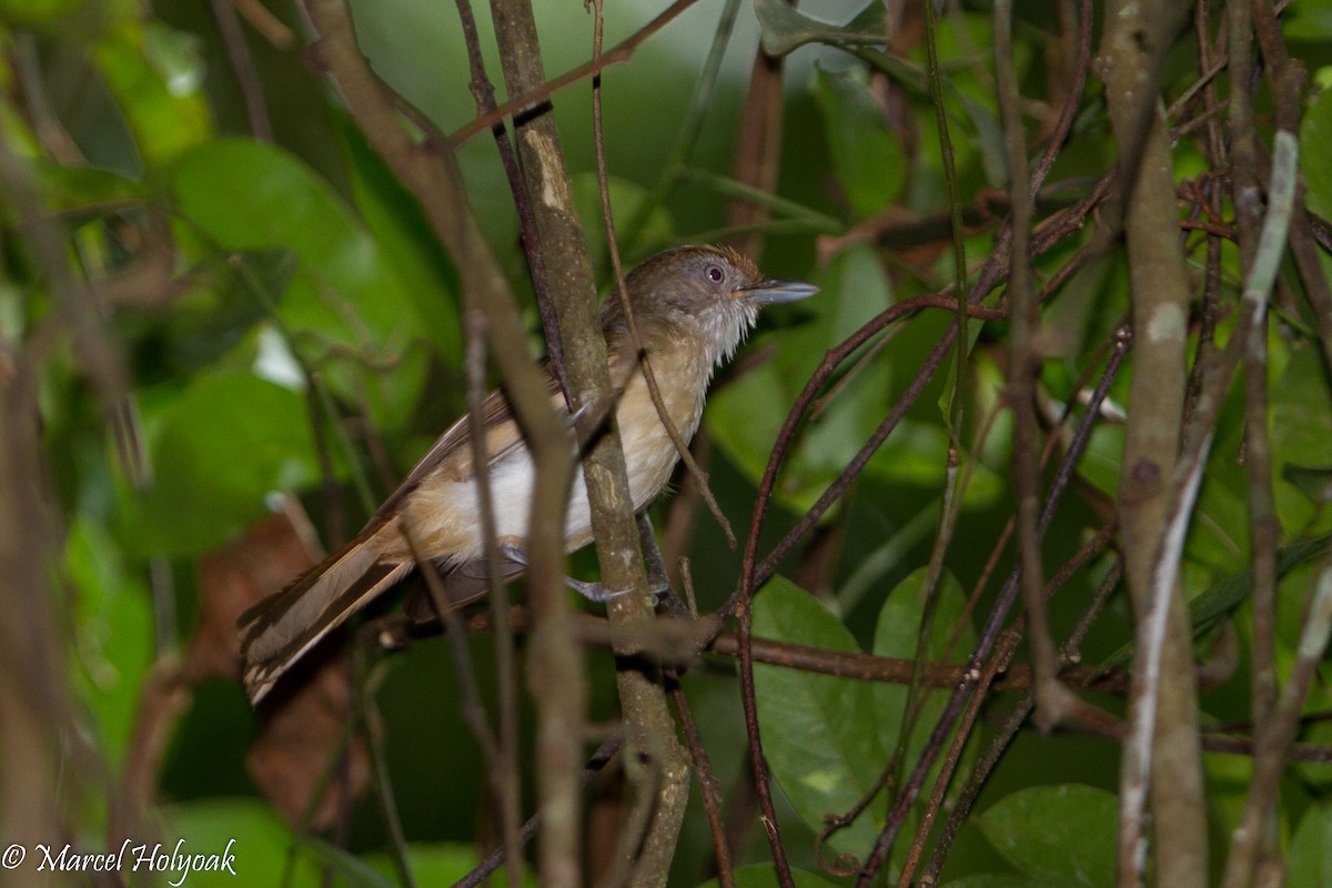 Palawan Babbler - Marcel Holyoak