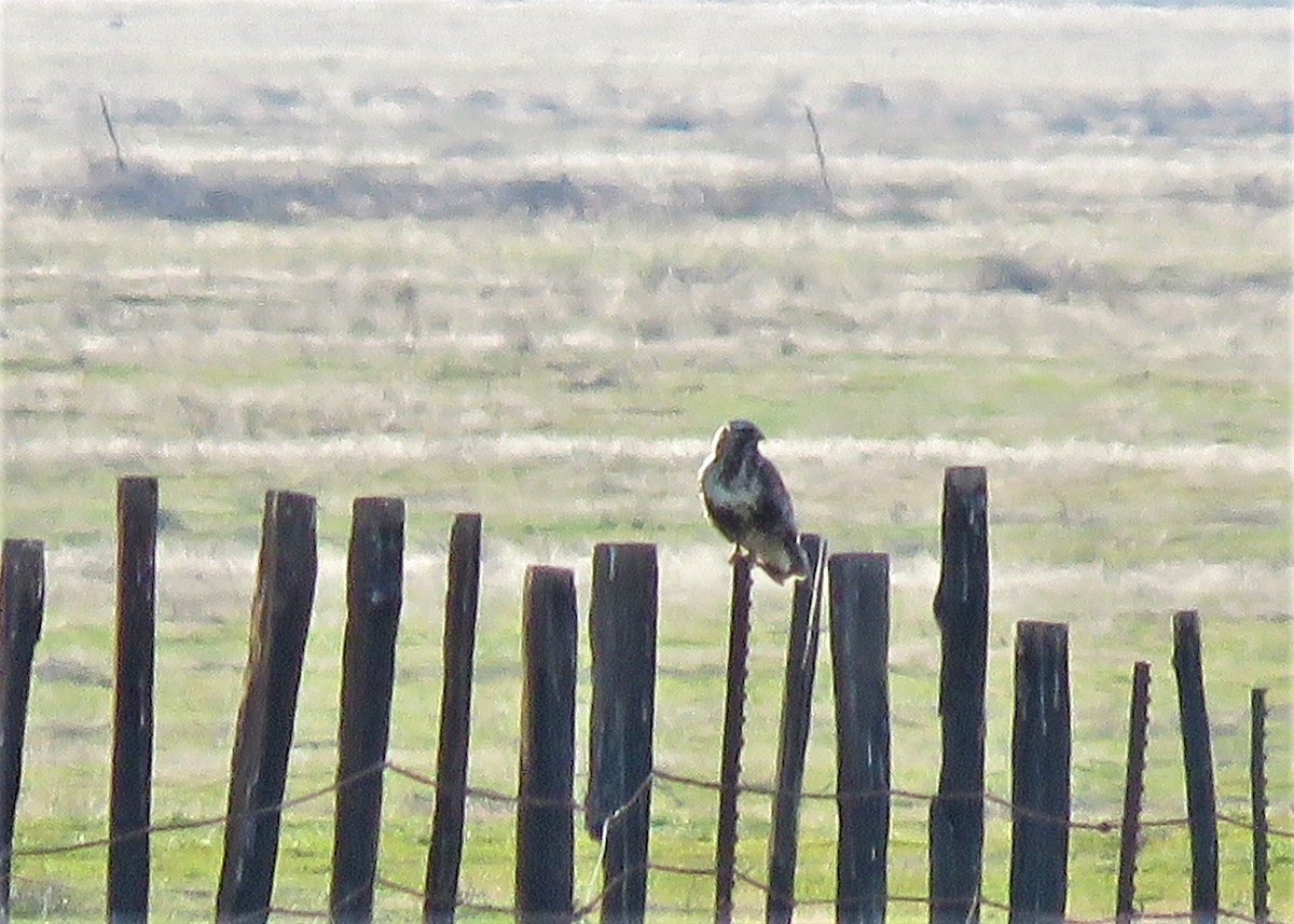 Rough-legged Hawk - ML530696971