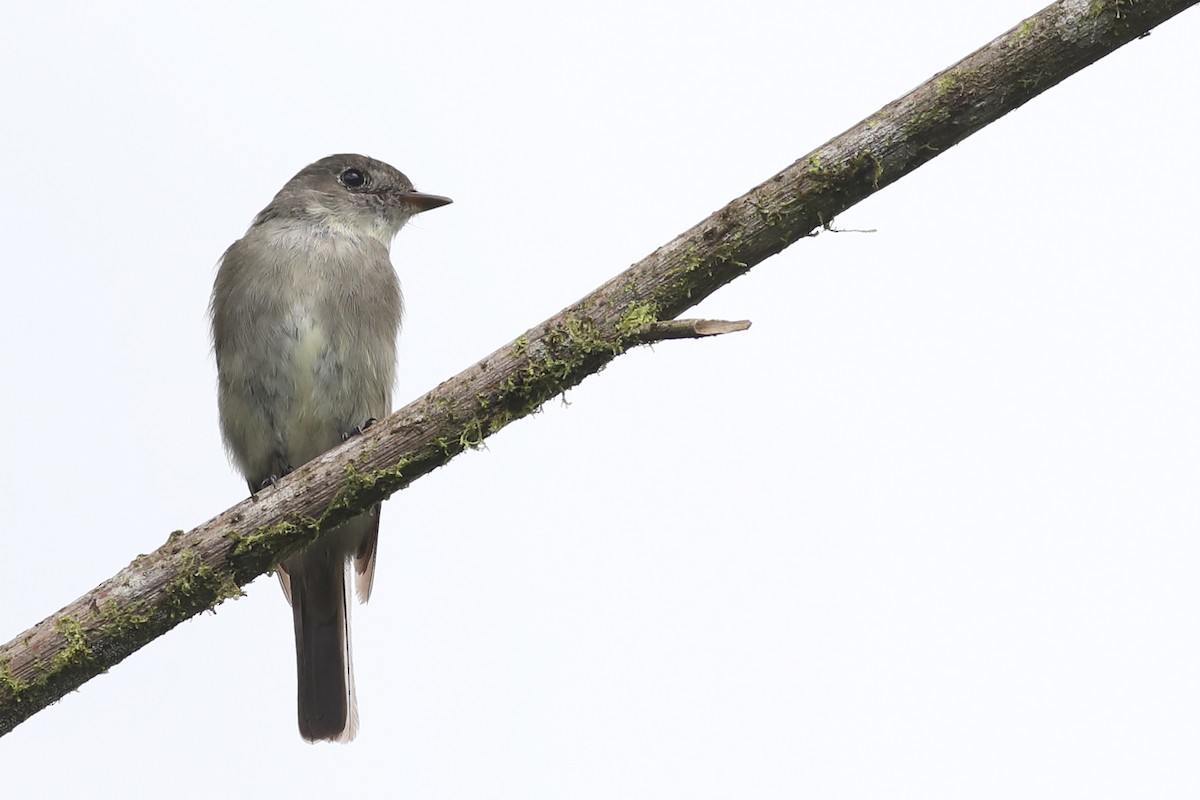 Western Wood-Pewee - ML53069721