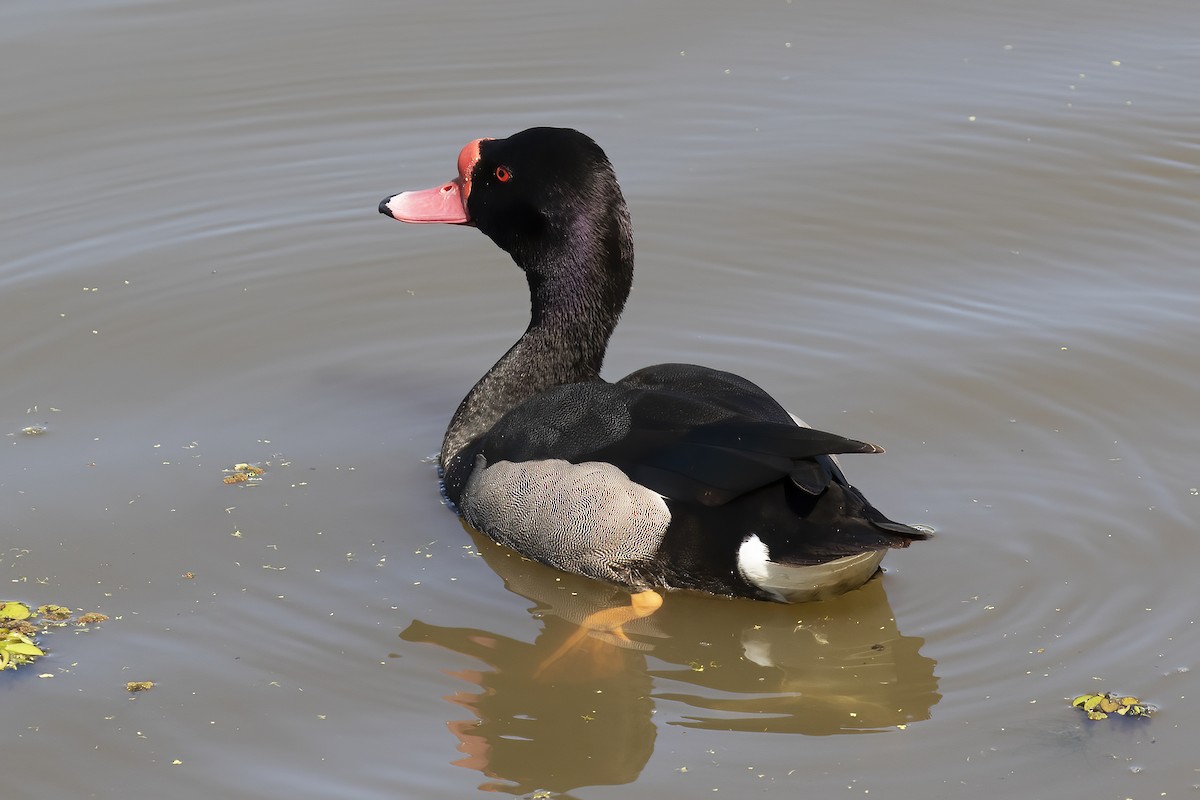 Rosy-billed Pochard - Gary Rosenberg