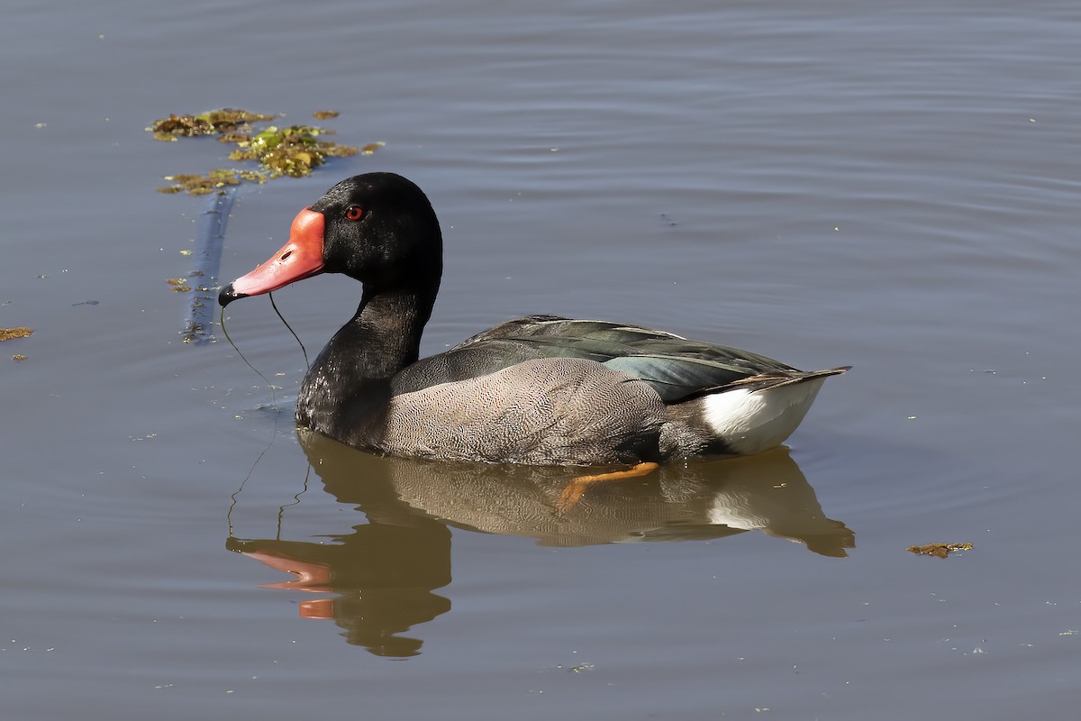 Rosy-billed Pochard - Gary Rosenberg