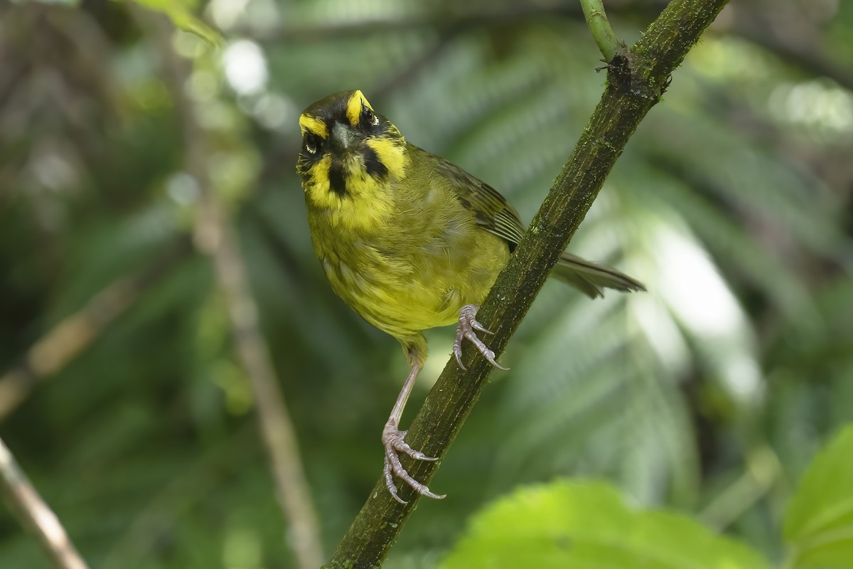 Yellow-striped Brushfinch - Gary Rosenberg