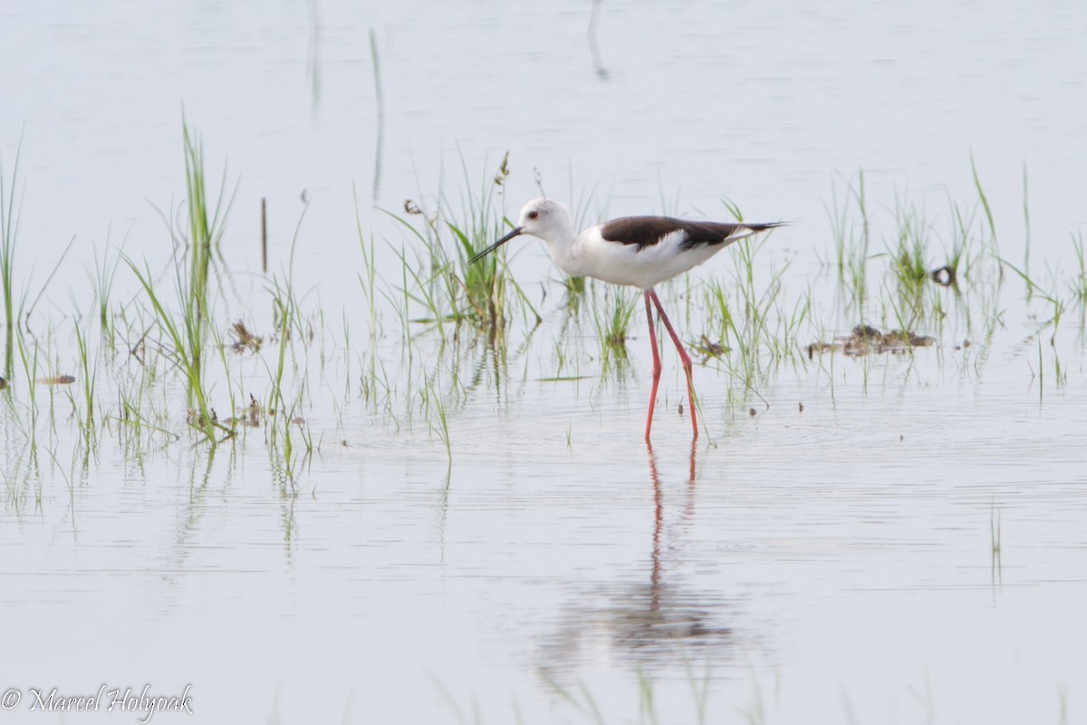 Black-winged Stilt - ML530698621