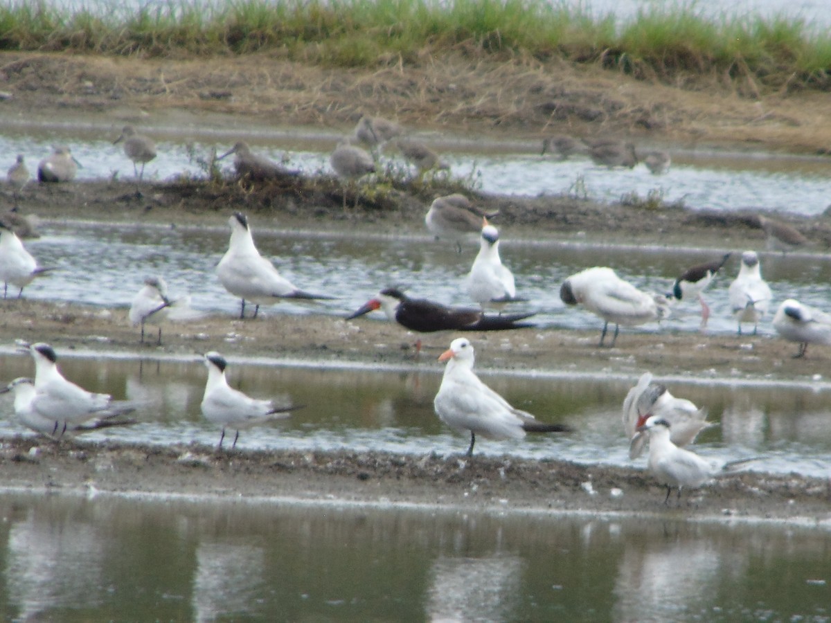 Royal Tern - ML530700801