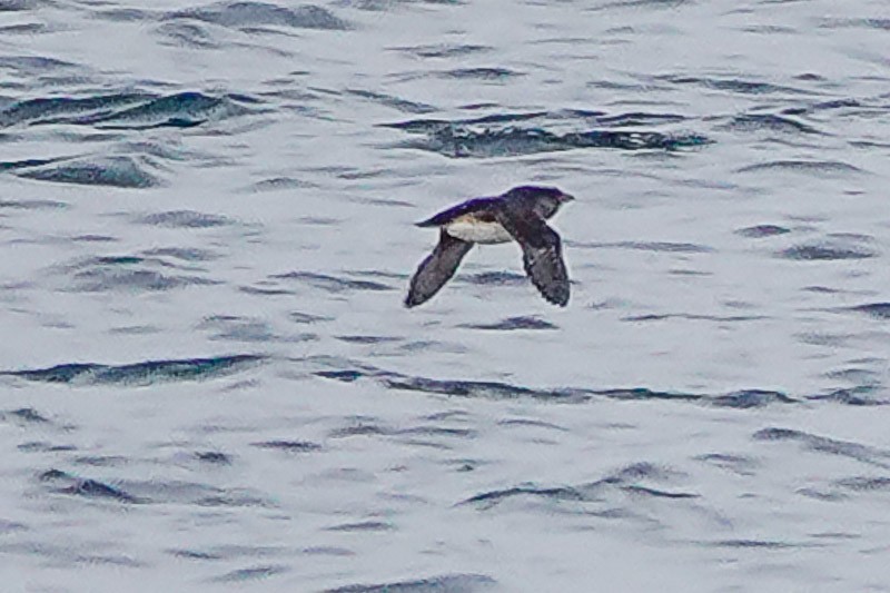 Rhinoceros Auklet - ML530700891