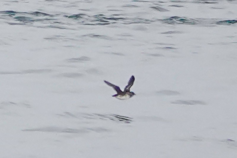 Rhinoceros Auklet - ML530700911