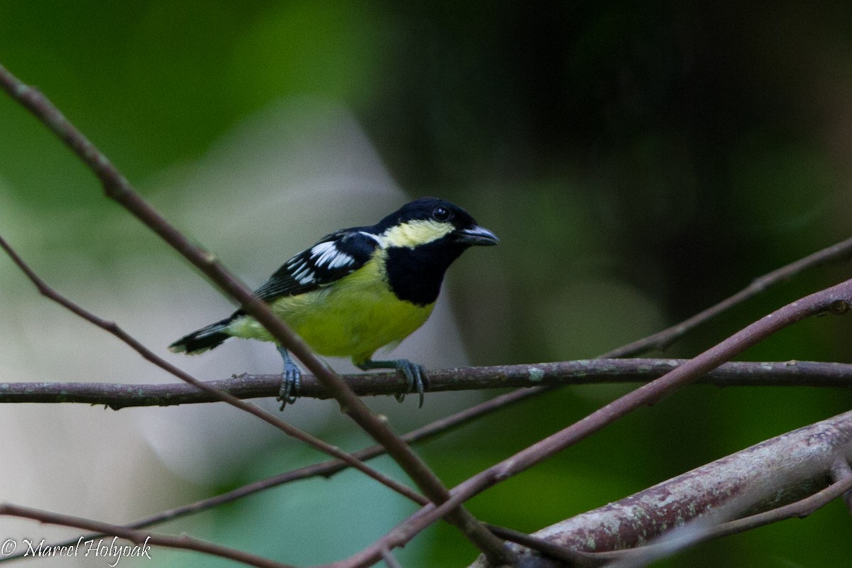 Elegant Tit - ML530701131