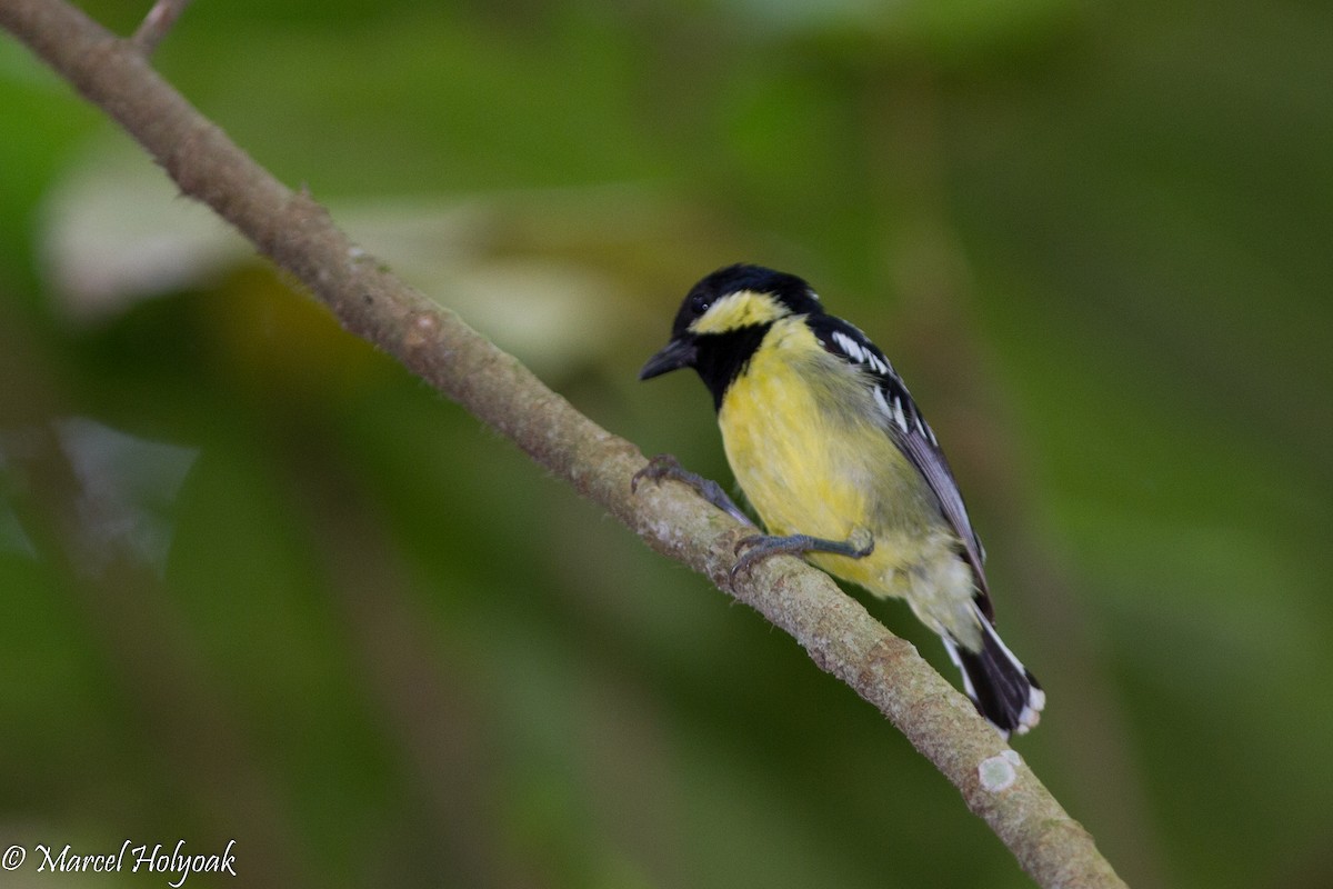 Elegant Tit - ML530701141