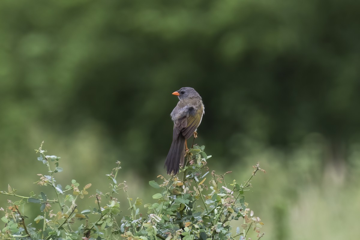 Great Pampa-Finch - ML530701201