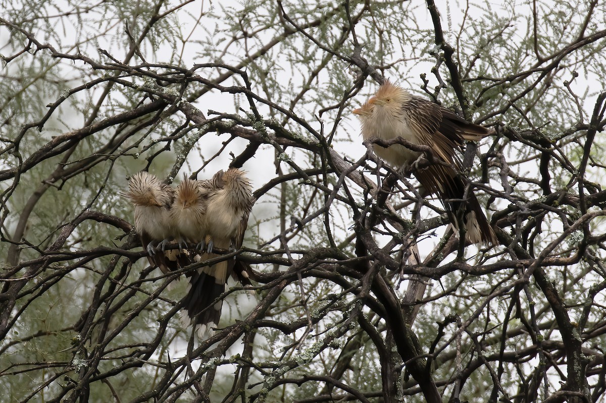 Guira Cuckoo - ML530701261