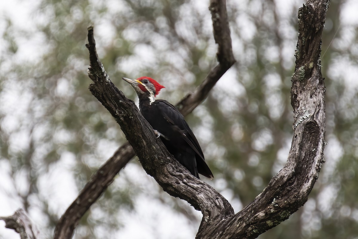 Black-bodied Woodpecker - ML530701621