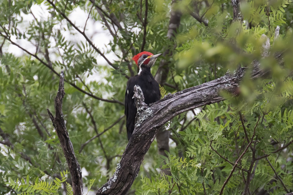 Black-bodied Woodpecker - ML530701651