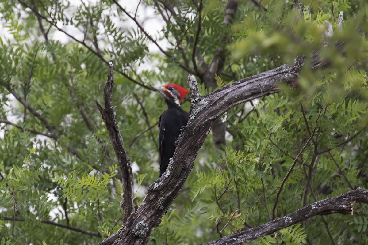 Black-bodied Woodpecker - ML530701661