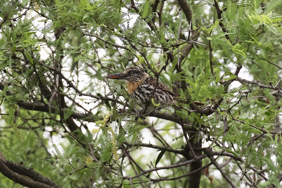 Spot-backed Puffbird - ML530701751