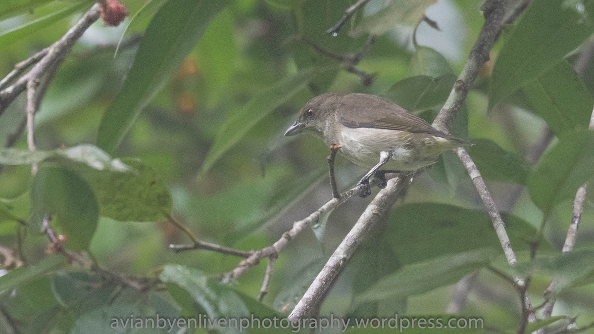 Thick-billed Flowerpecker - ML530702331