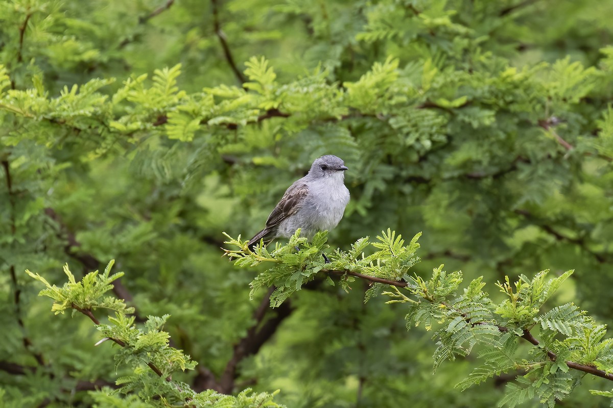 Sooty Tyrannulet - Gary Rosenberg